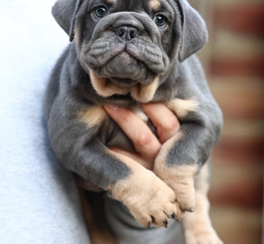 English Bulldog