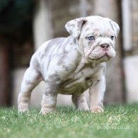 English Bulldog - Both