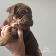 English Bulldog - Both