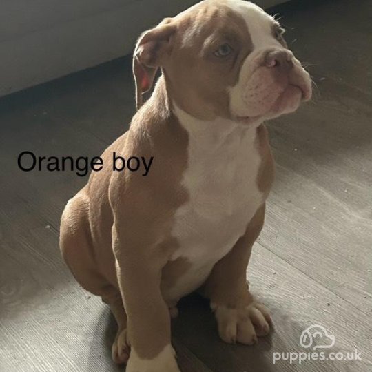 English Bulldog - Both