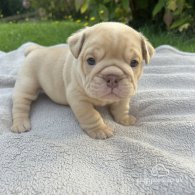 English Bulldog - Both