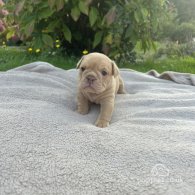 English Bulldog - Both