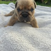 English Bulldog - Both