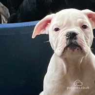 English Bulldog - Both