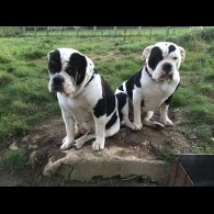 English Bulldog - Both