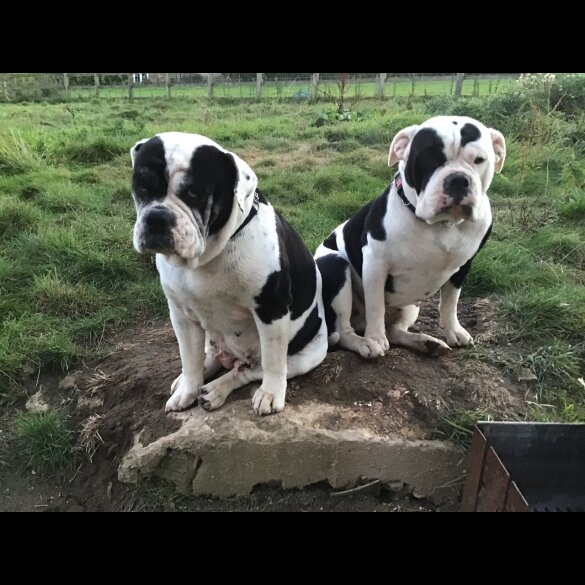 English Bulldog - Both