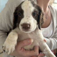 English Springer Spaniel - Both