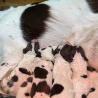 English Springer Spaniel - Both