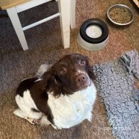 English Springer Spaniel - Both