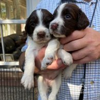 English Springer Spaniel - Both