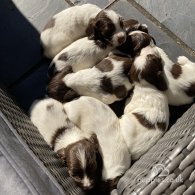 English Springer Spaniel - Both