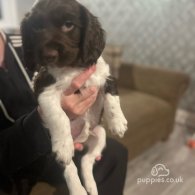 English Springer Spaniel - Both