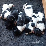 English Springer Spaniel - Both