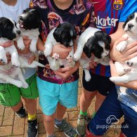 English Springer Spaniel - Both