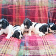 English Springer Spaniel - Both