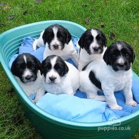 English Springer Spaniel - Both