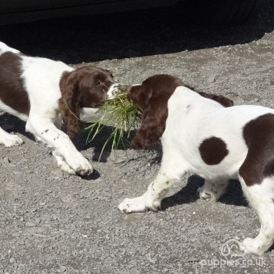 English Springer Spaniel - Dogs