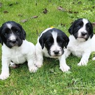 English Springer Spaniel - Both