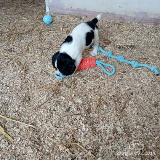 English Springer Spaniel - Both