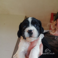 English Springer Spaniel - Both