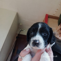 English Springer Spaniel - Both