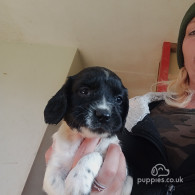 English Springer Spaniel - Both