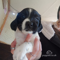 English Springer Spaniel - Both