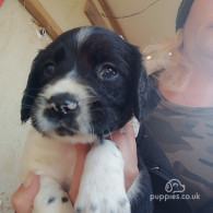 English Springer Spaniel - Both