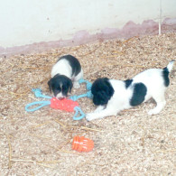 English Springer Spaniel - Both