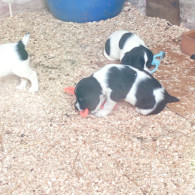 English Springer Spaniel - Both