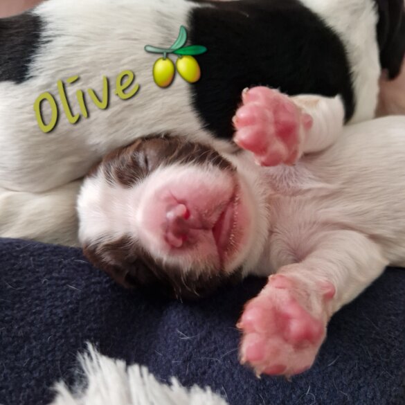 English Springer Spaniel - Both