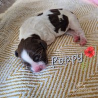 English Springer Spaniel - Both