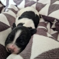 English Springer Spaniel - Both