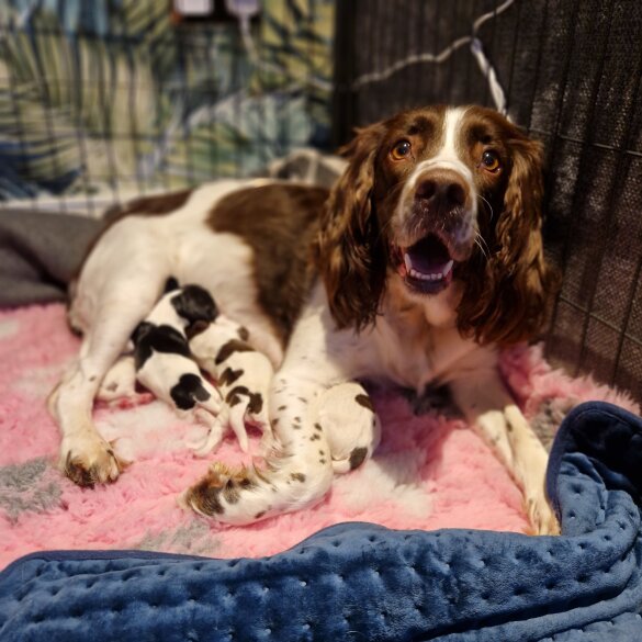 English Springer Spaniel - Both