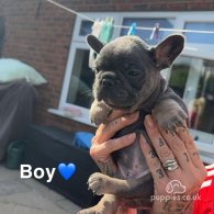 French Bulldog - Both