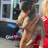 French Bulldog - Both