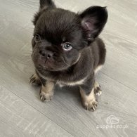 French Bulldog - Bitches