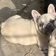 French Bulldog - Bitches