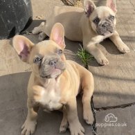 French Bulldog - Bitches