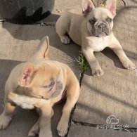 French Bulldog - Bitches