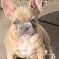 French Bulldog - Bitches