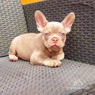 French Bulldog - Both