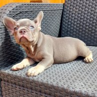 French Bulldog - Both