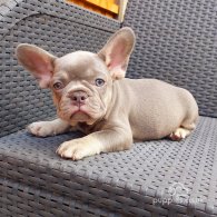 French Bulldog - Both