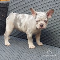 French Bulldog - Both