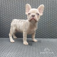 French Bulldog - Both