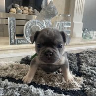 French Bulldog - Both