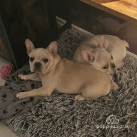 French Bulldog - Both