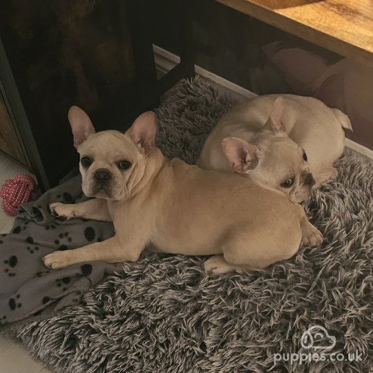 French Bulldog - Both