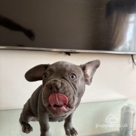 French Bulldog - Dogs